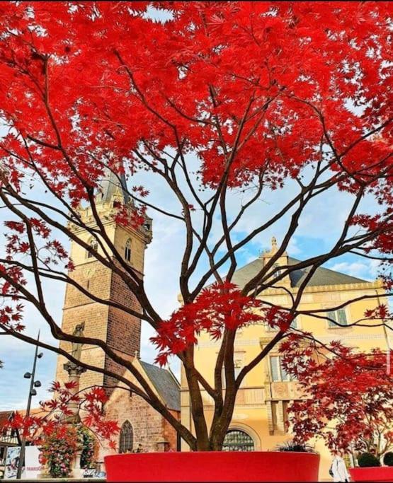 Appartamento L'Appar'T - Centre Historique De Obernai Esterno foto
